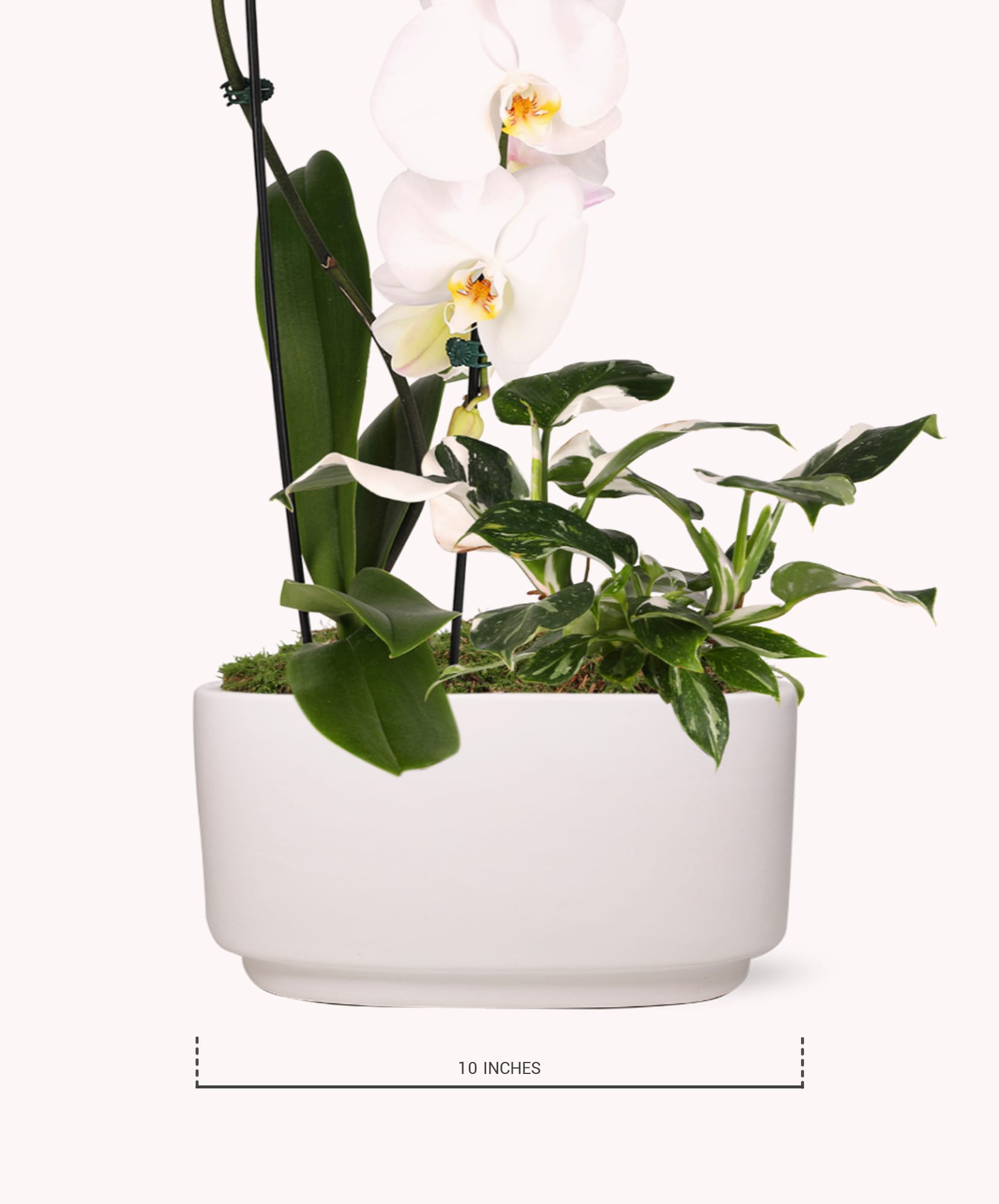 Elegant white orchids paired with lush greenery in a modern planter, enhancing any indoor space.