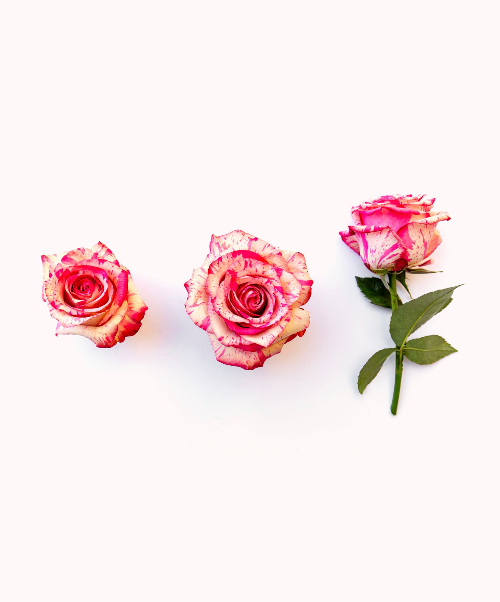 Delicate pink and cream striped roses arranged elegantly on a soft background, perfect for gifts.